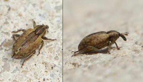 Réf. 201 529 : Hypera sp.